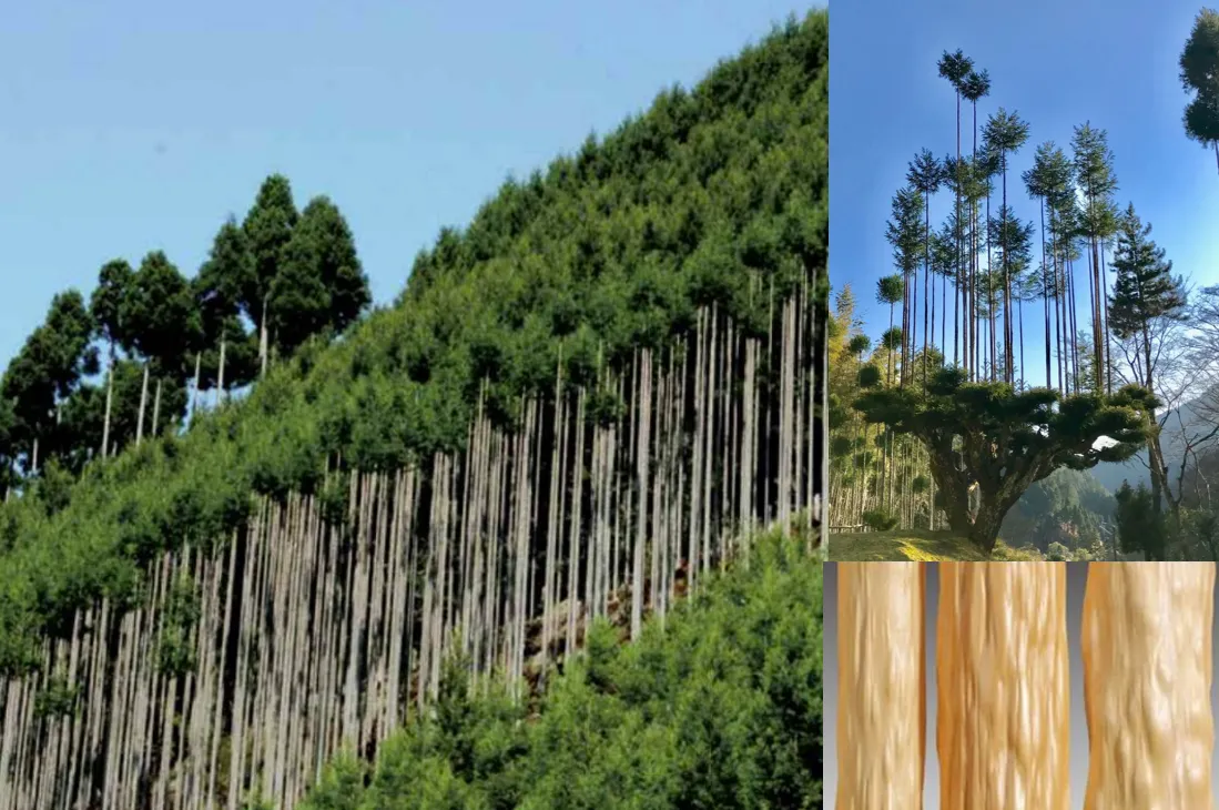 北山杉の写真