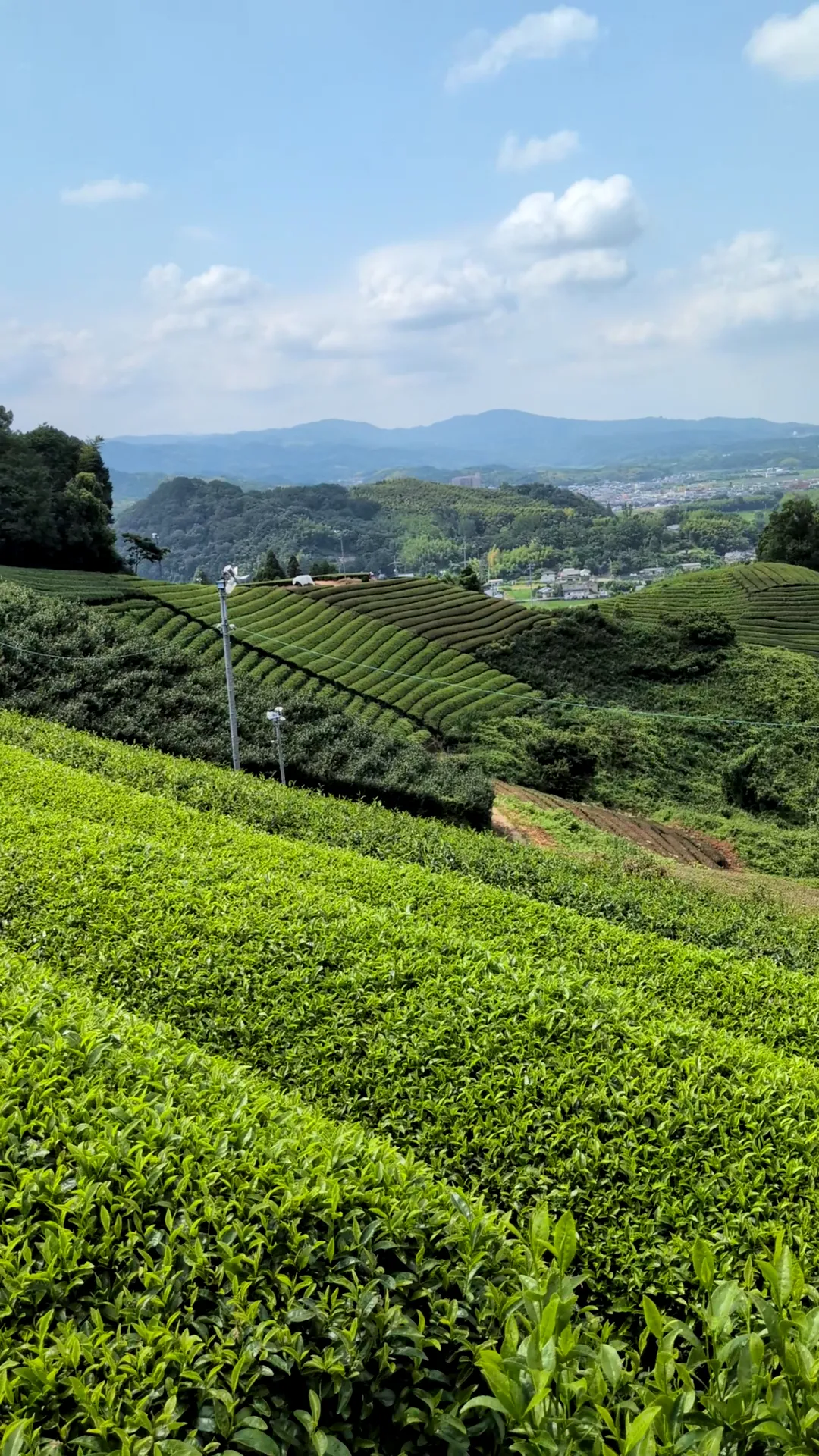 お茶の京都　完全プライベートの茶文化体験