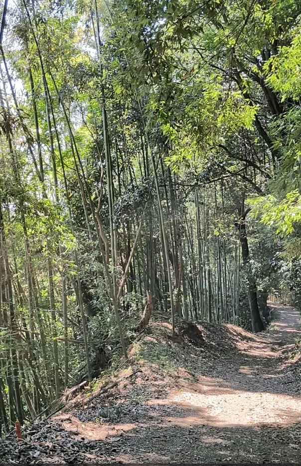 お茶の京都　石仏の里で出会う祈りと茶の文化