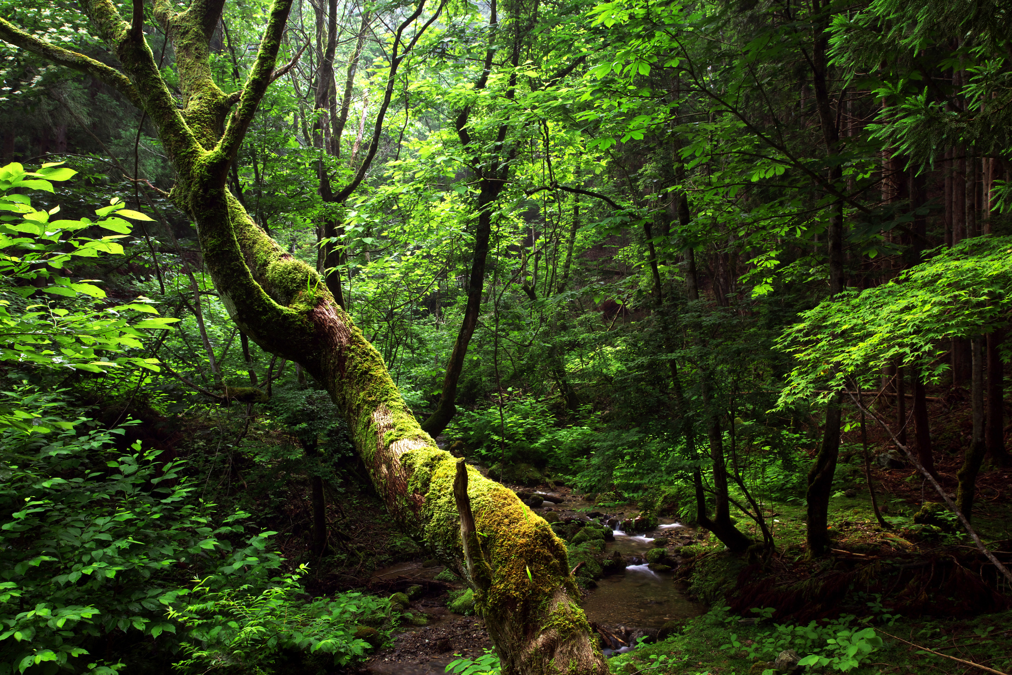Ashiu Forest