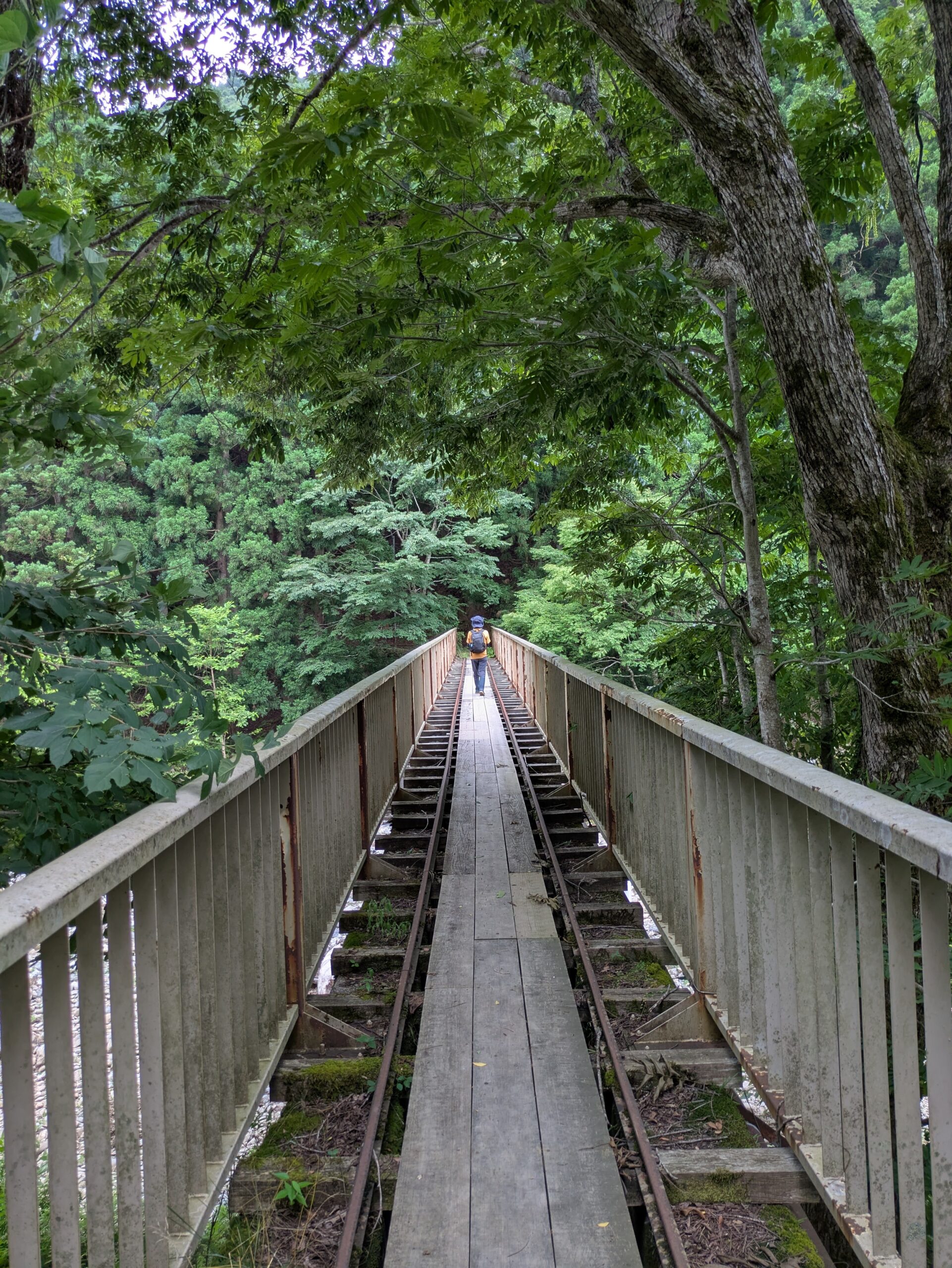 Ashiu Forest