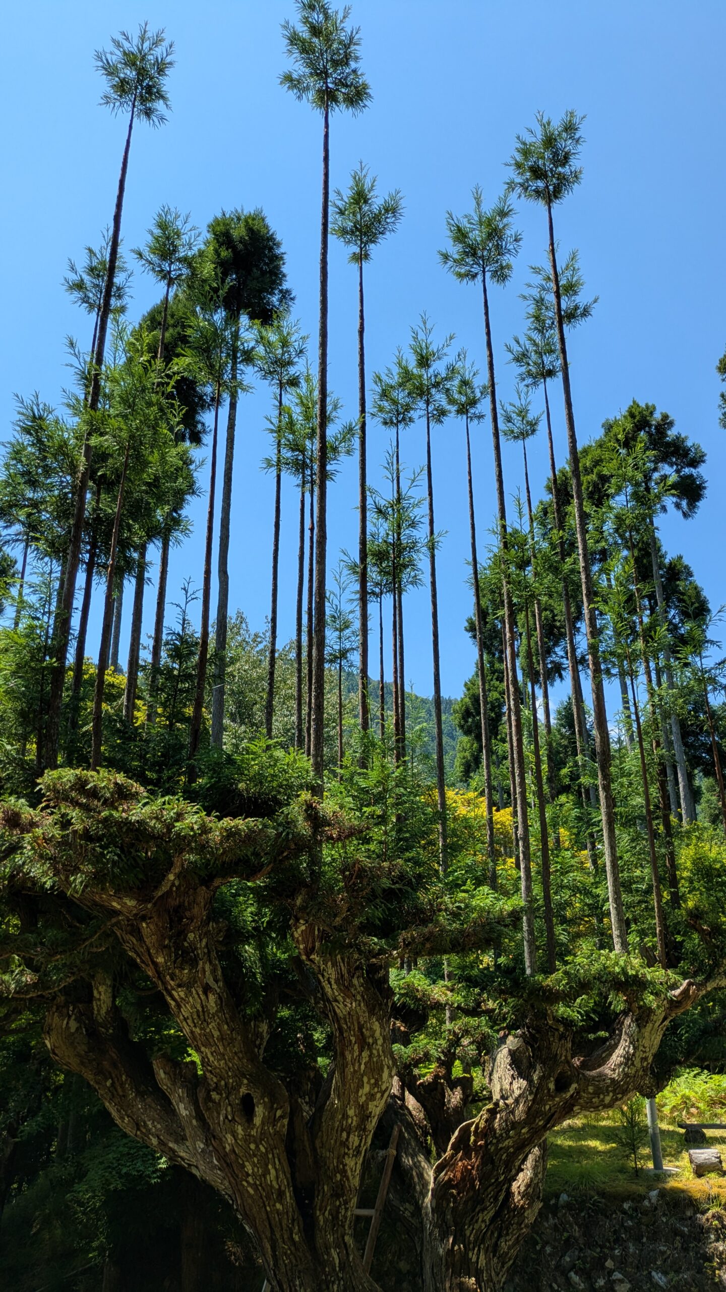 Kitayama Cedar